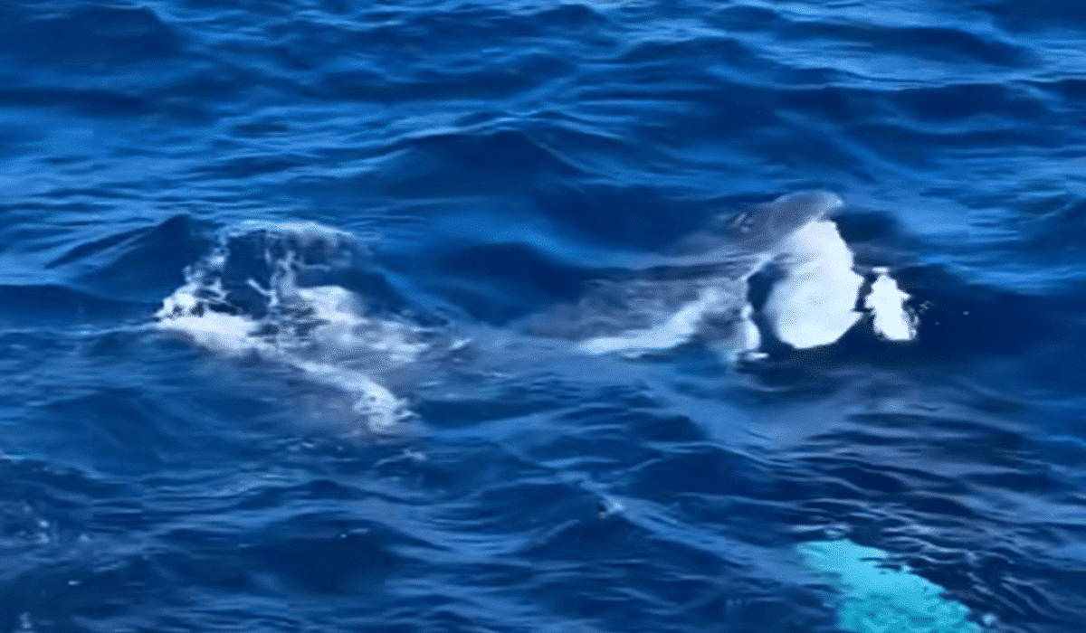 Orca preys on humpback whale