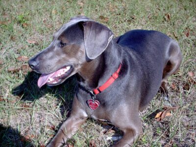 Unleashing Texas Charm and Boundless Energy in the Blue Lacy Dog!