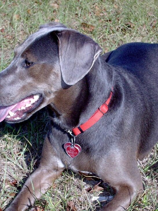 Unleashing Texas Charm and Boundless Energy in the Blue Lacy Dog!