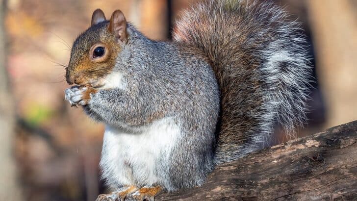 Why Some Species Thrive in Cities While Others Vanish