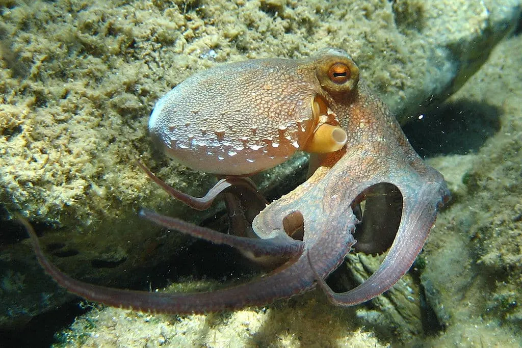 Octopus from the list of Coral Reef Animals
