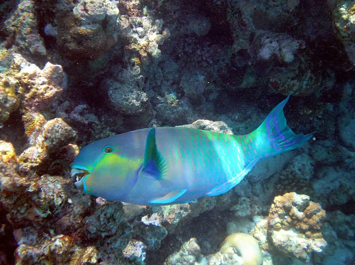 Parrotfish at the reef