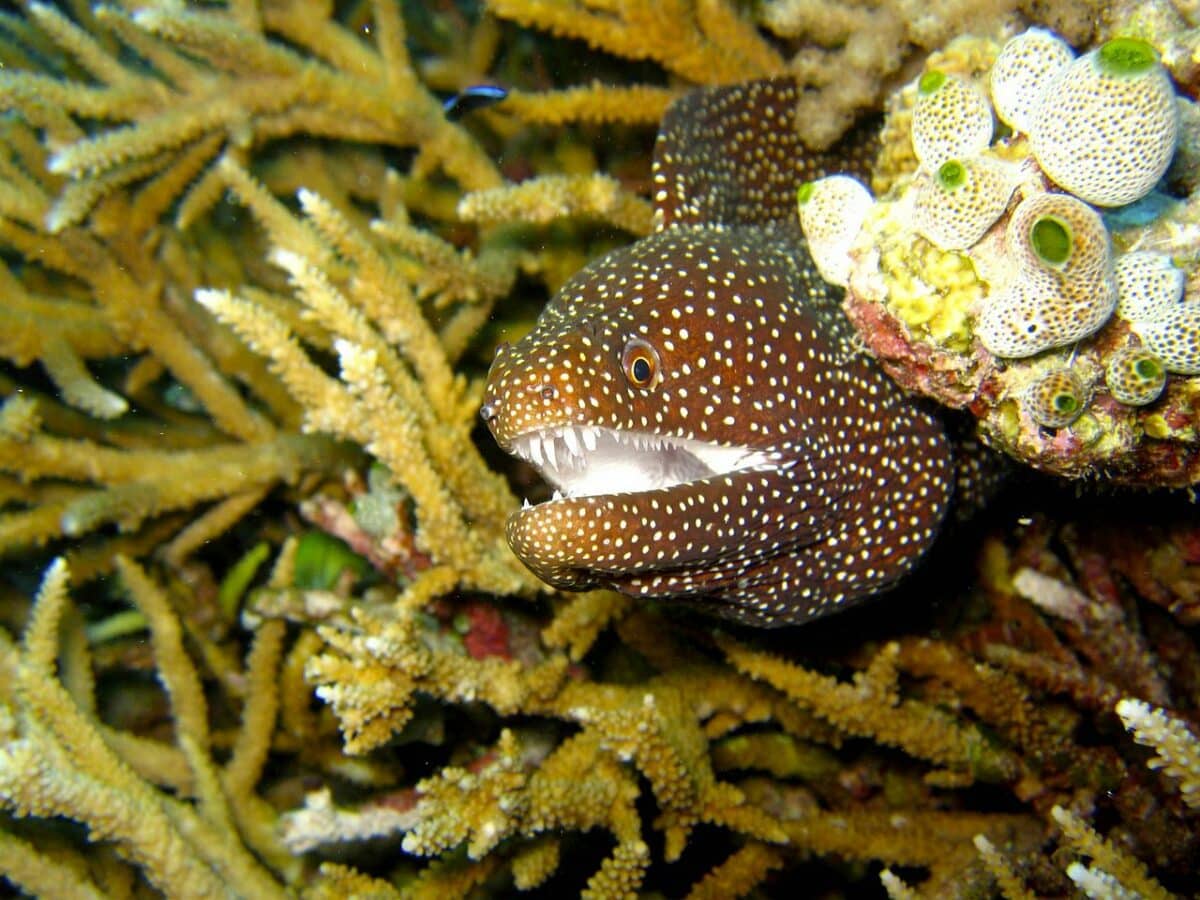 Moray Eel at the reef