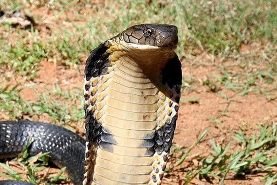 Top 10 Poisonous Animals – Beware Of Nature’s Most Deadly Creatures