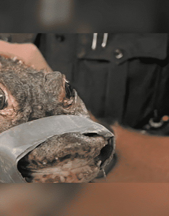 Alligator Named Fluffy Rescued By Landscaper in Pennsylvania