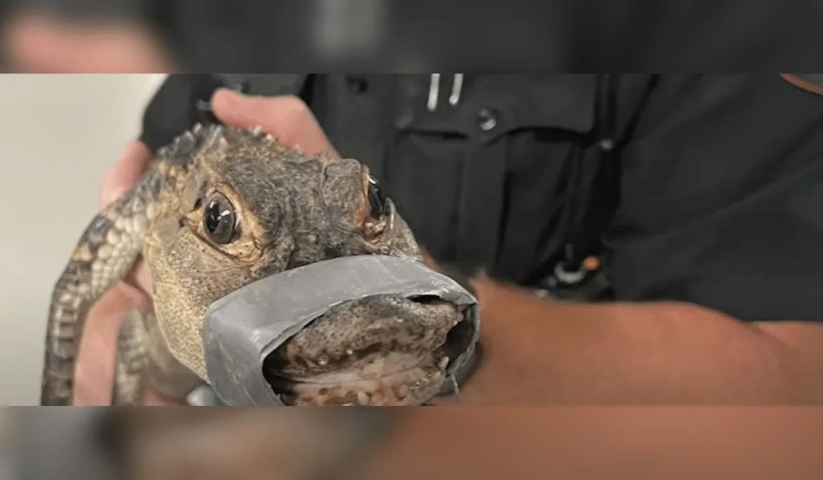 Alligator Named Fluffy Saved By Landscapers in Pennsylvania