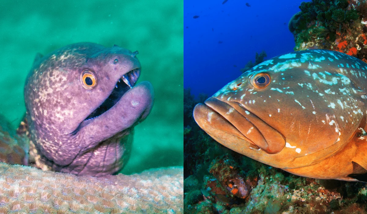 Moray eel and group form unlikely hunting alliance