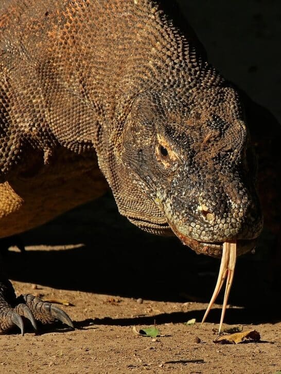 Watch: 11 Times The Komodo Dragon Went On The Attack
