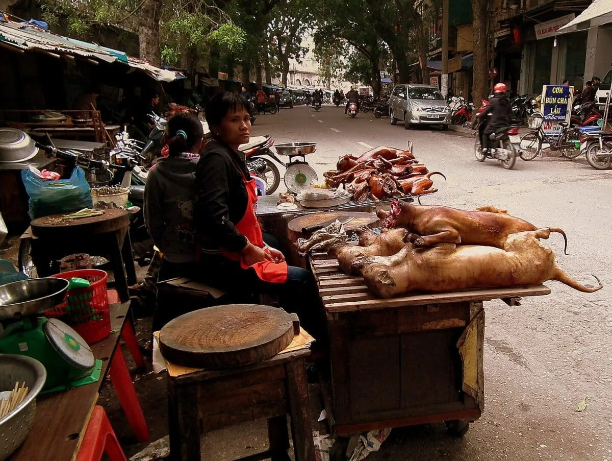 ending the dog meat industry 