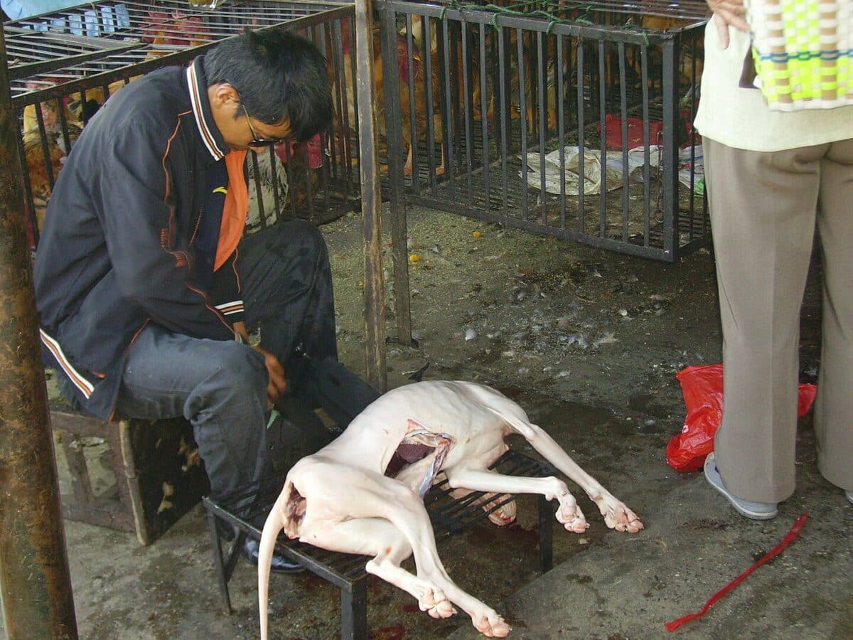 ending the dog meat industry