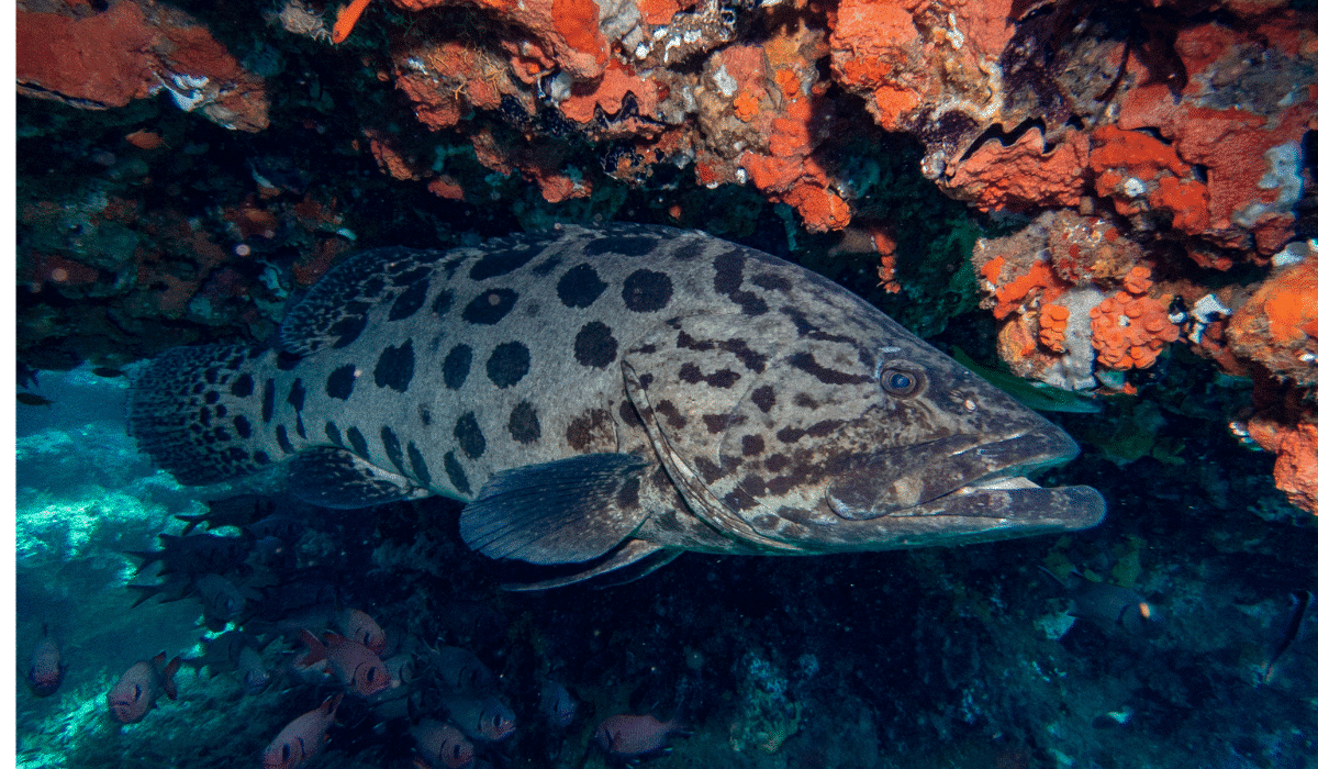 Grouper unlikely hunting alliance