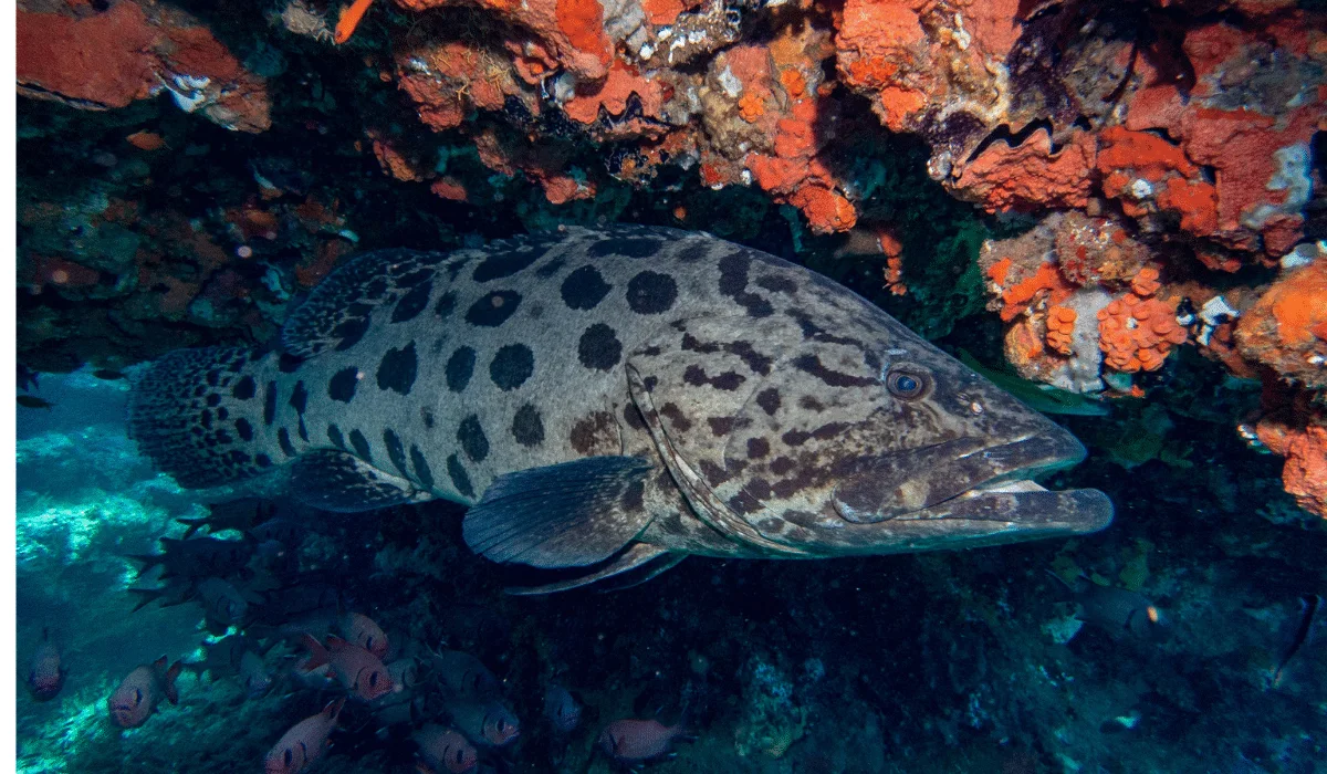 Grouper unlikely hunting alliance