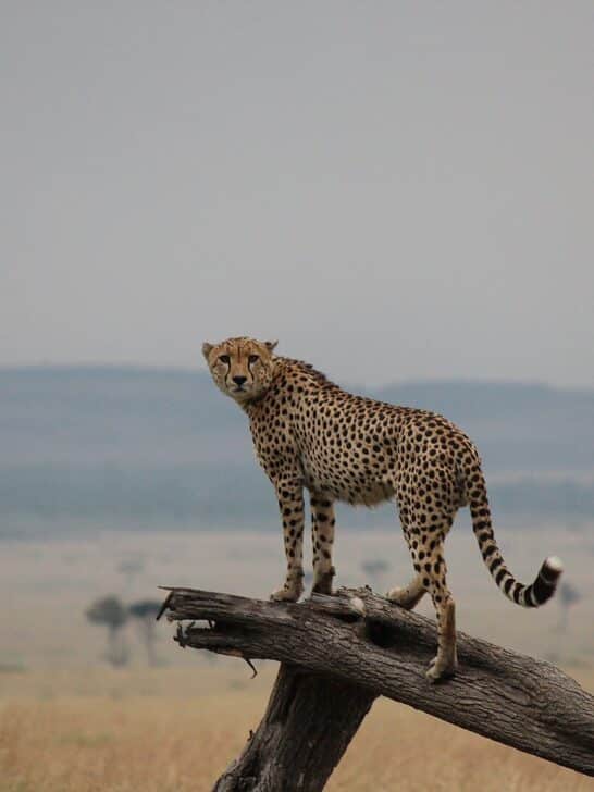 The Top 10 Grassland Animals
