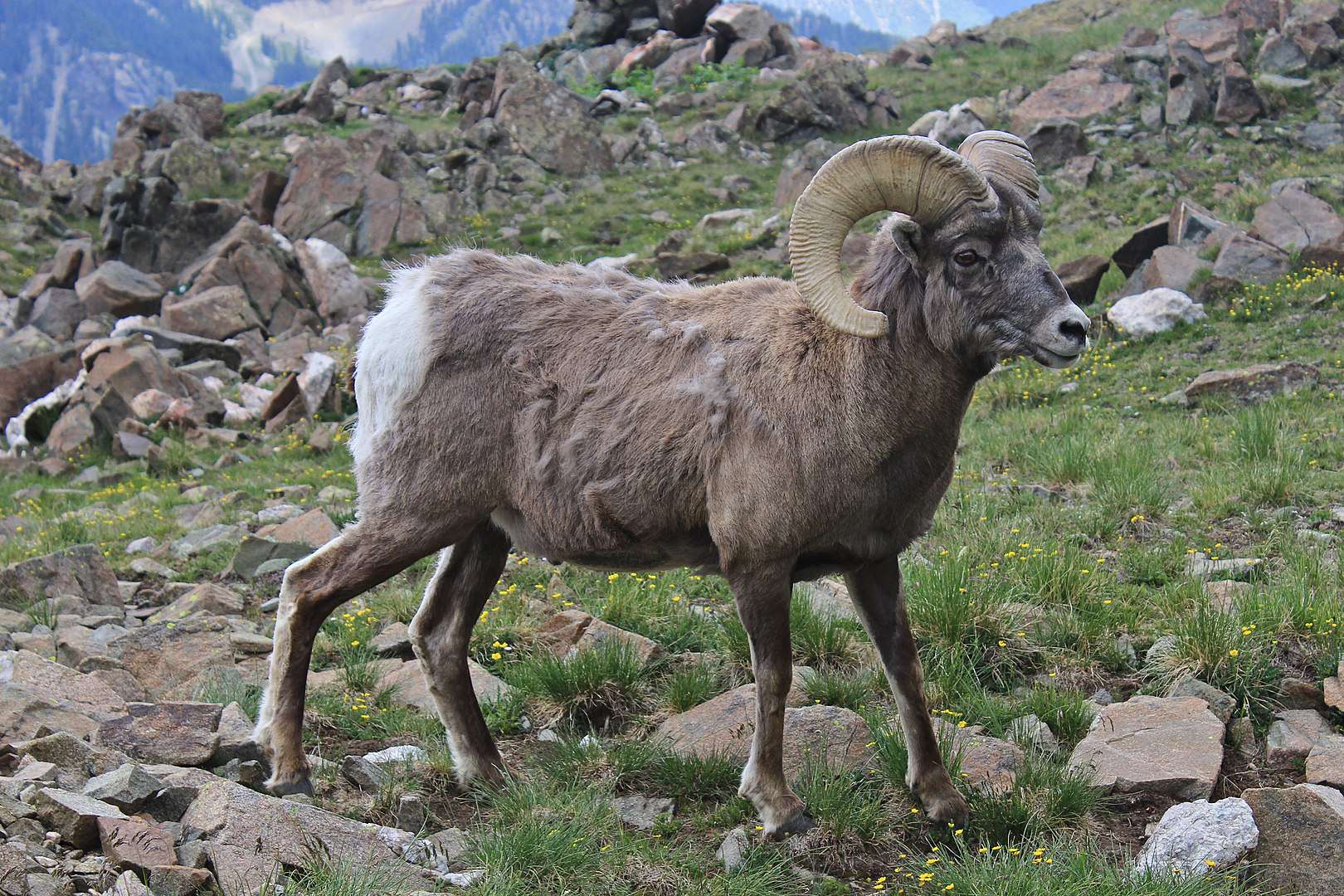 ram bighorn sheep