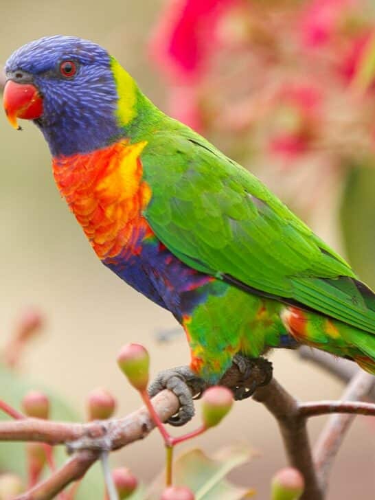 Top 10 Colorful Animals – Animals with Striking Hues!