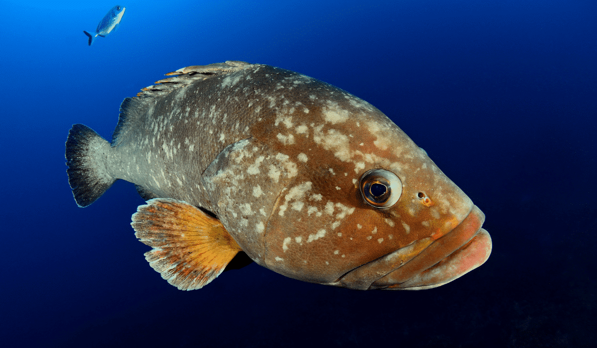 Grouper unlikely hunting alliance