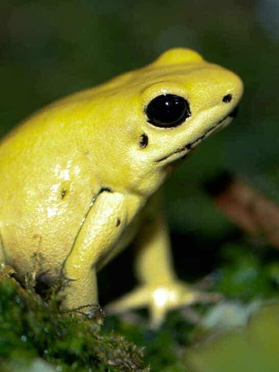 23 Cute But Dangerous Animals
