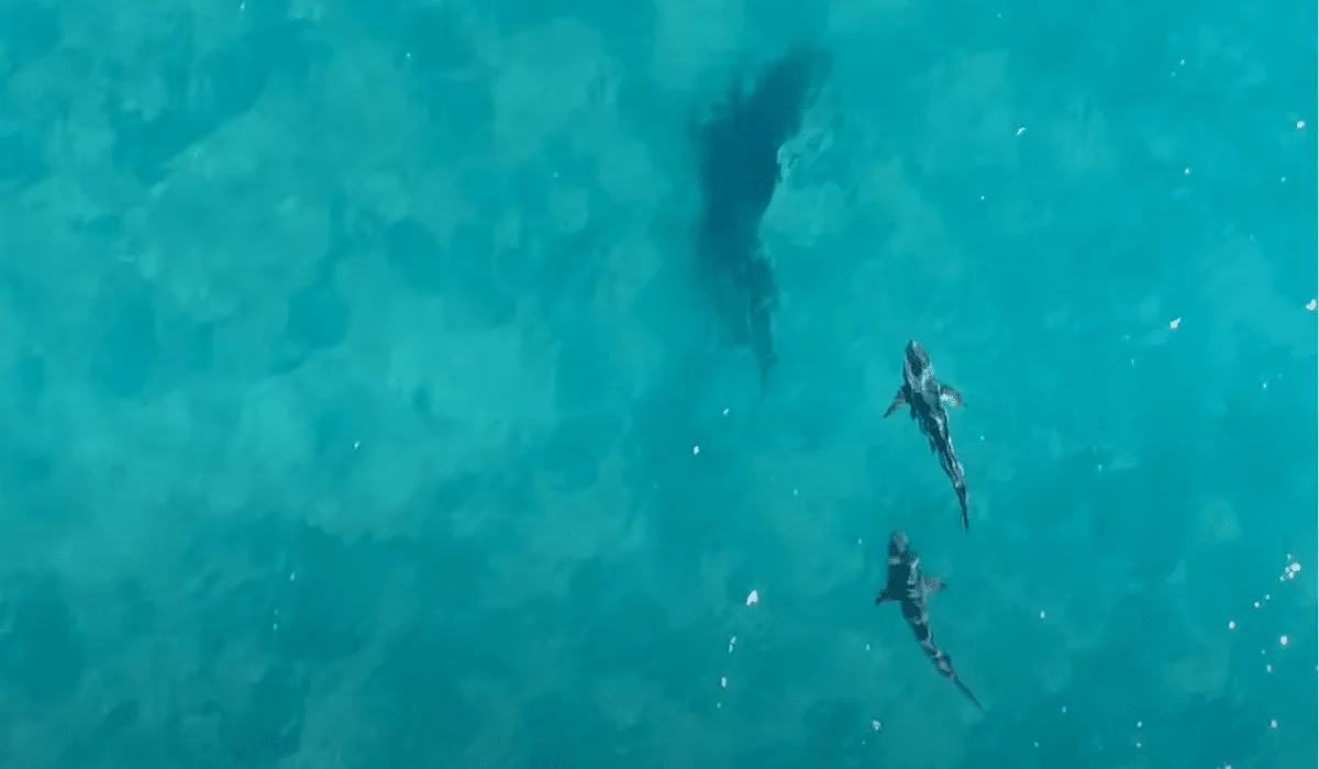 bull shark swimming with cobia
