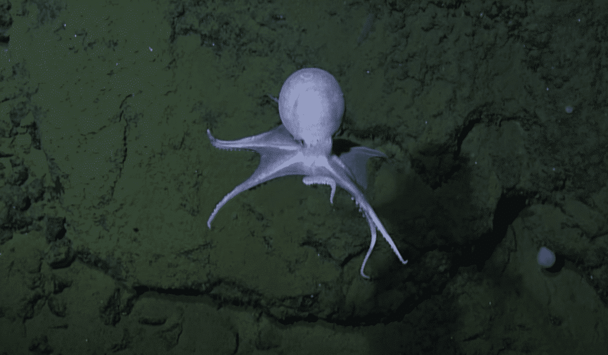 20000 Octopus Garden Mystery Solved
