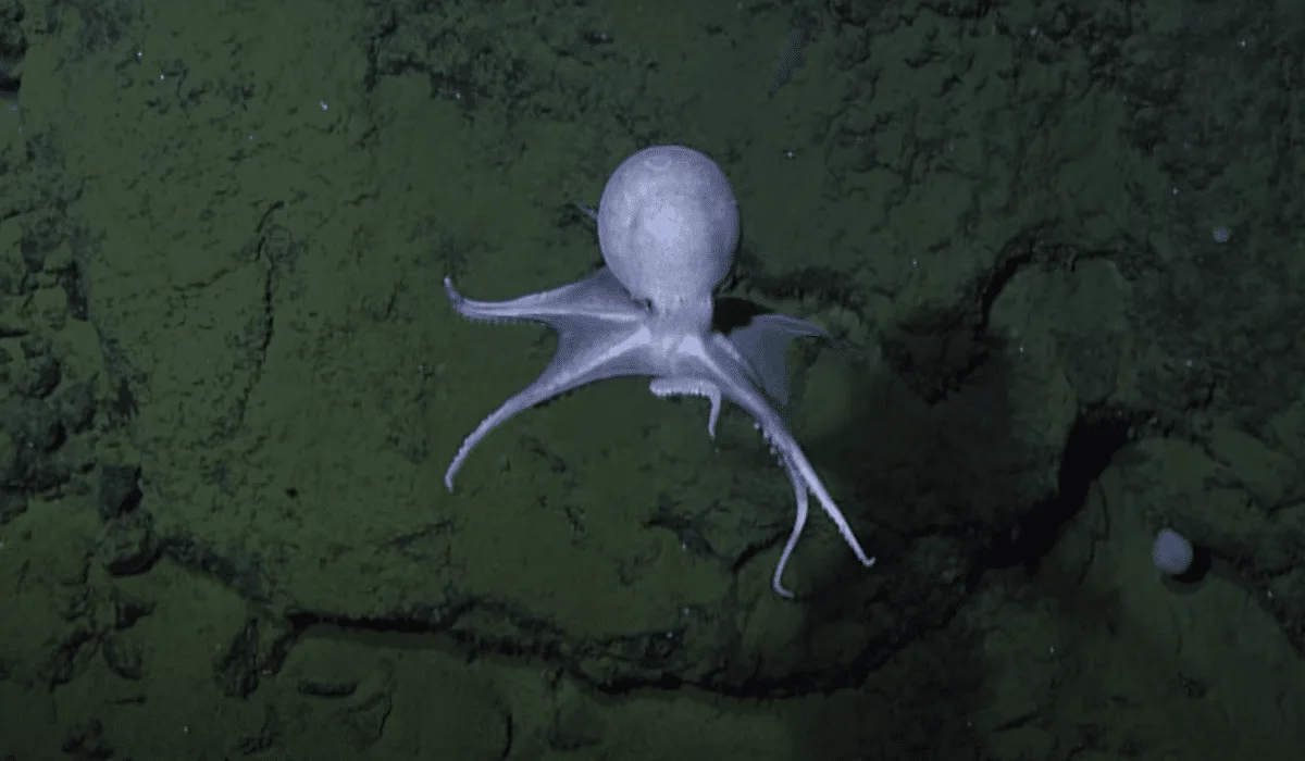 20000 Octopus Garden Mystery Solved