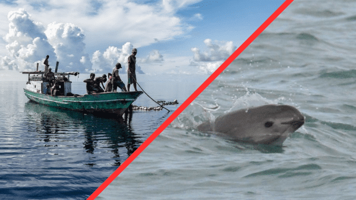 Extinction alert for dolphin-like Vaquita