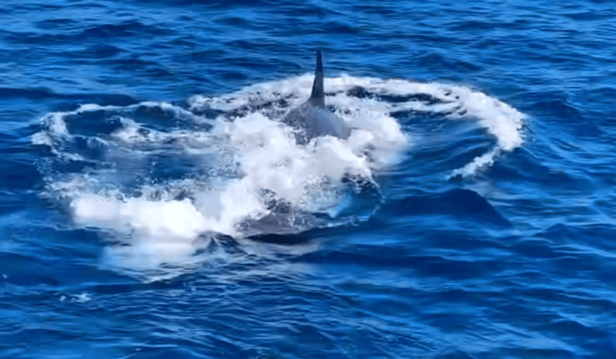 Orca preys on humpback whale