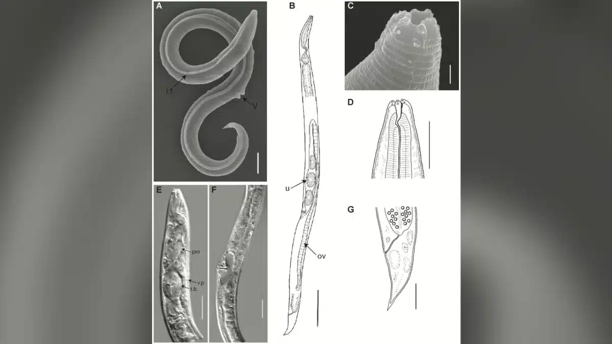 worm revived after 46000 years