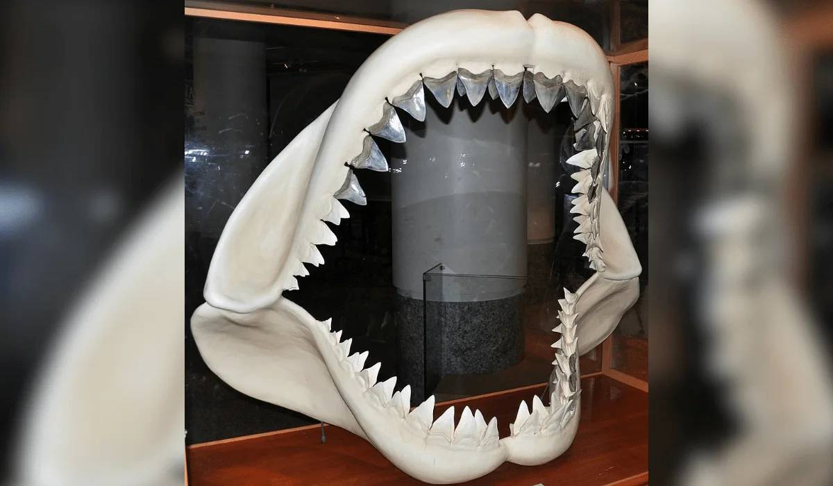 megalodon shark jaw