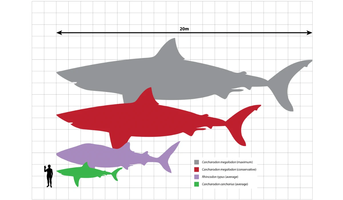 megalodon shark scale diagram