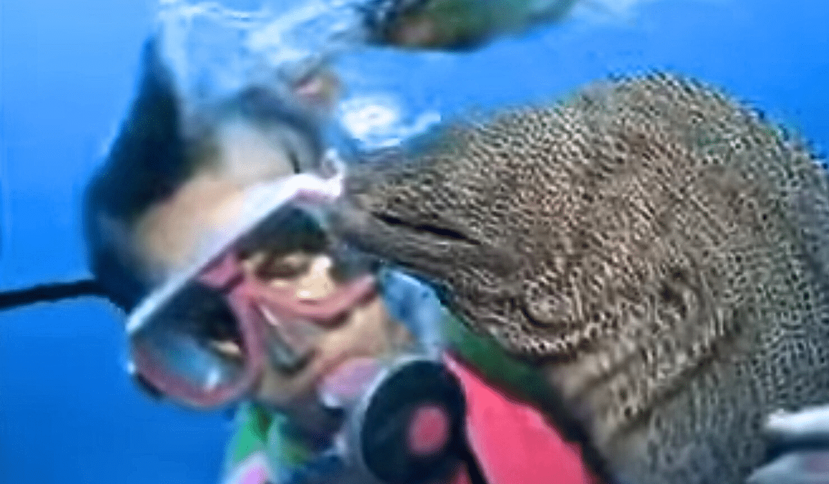 Moray eel friends with diver