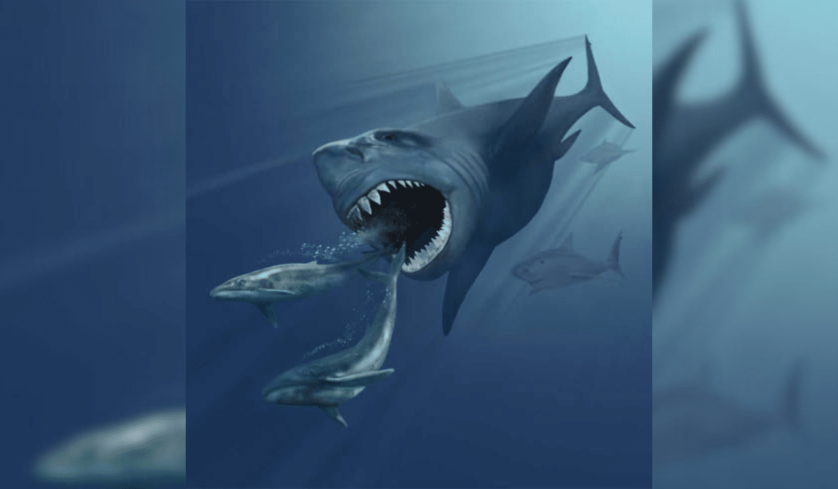 megalodon shark eating whale diagram