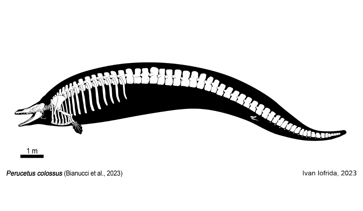Perucetus colossus Giant Whale Discovery Fossil Diagram
