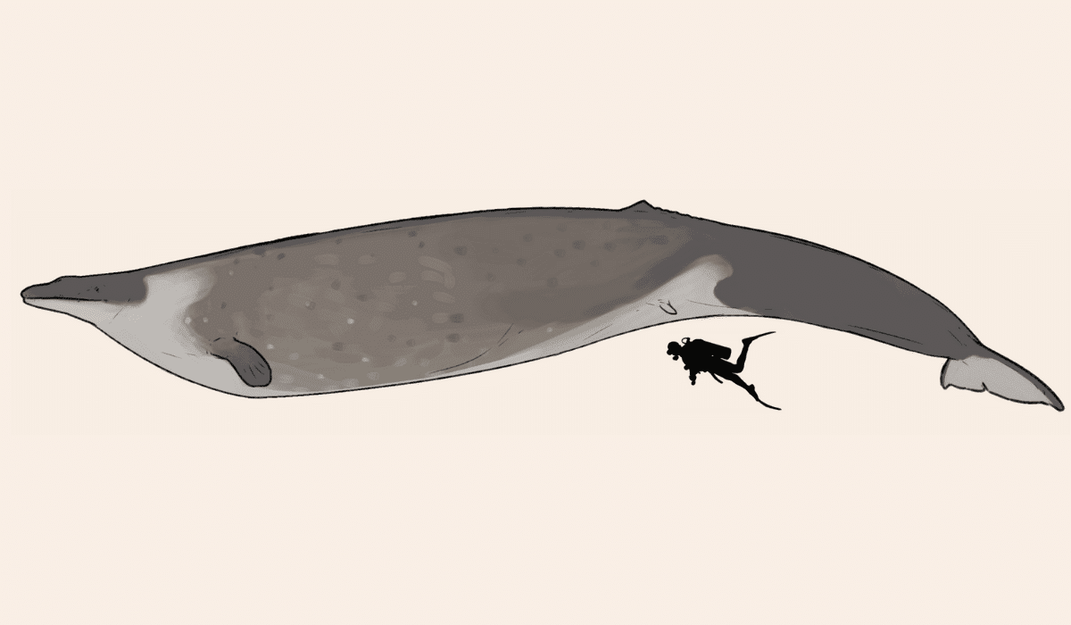 Perucetus colossus Giant Whale Discovery Fossil Diagram