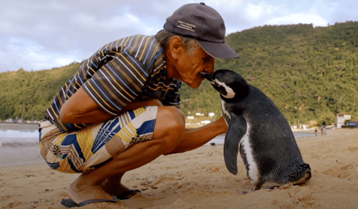 Grateful penguin visit man