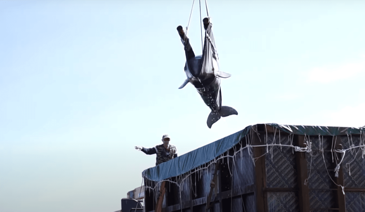 100 Whales Released from Russian Whale Jail