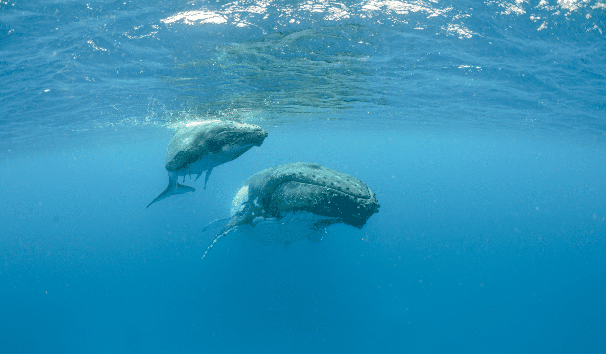 humpback whale and calf