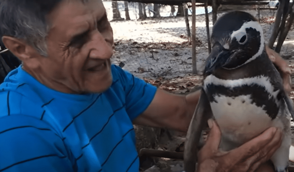 Grateful penguin visit man