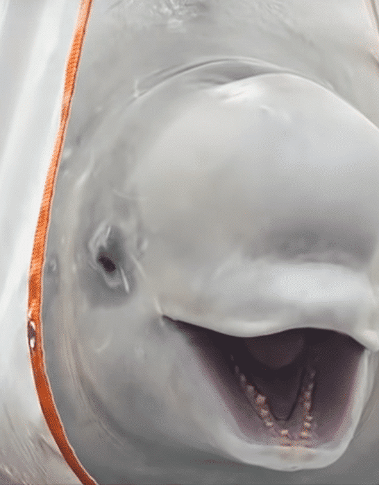 100 Whales Released from Russian Whale Jail