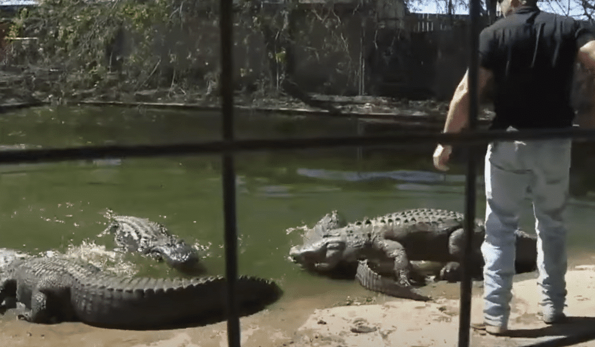 Stolen Alligator Raised by Texas Women for 20 Years is Returned