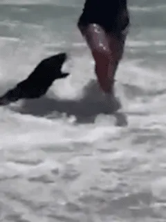 Seal Attacks In South Africa Explained