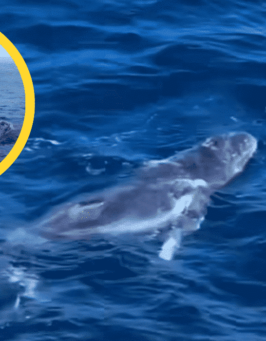 Watch: Orca Preys On Baby Humpback Whale