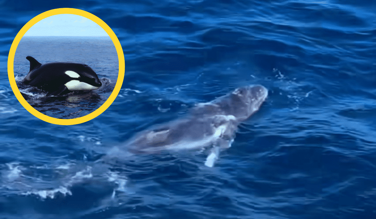 Orca preys on baby humpback whale