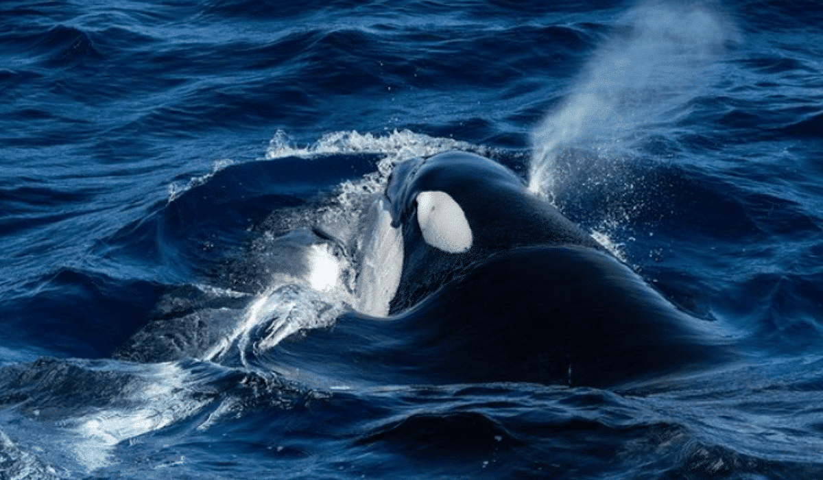 orca preys on baby humpback whale