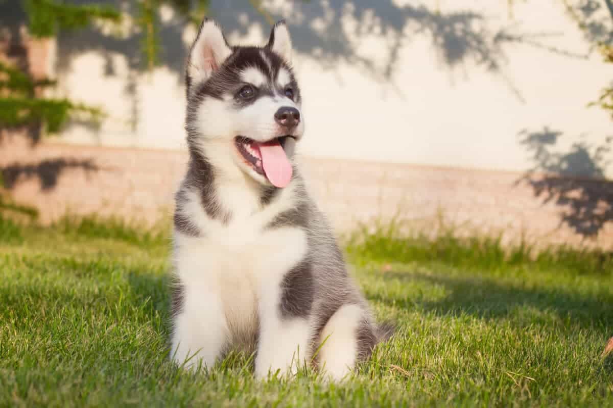 Alaskan Malamute