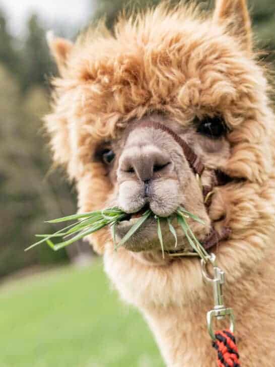 Top 10 Cute and Fluffy Animals