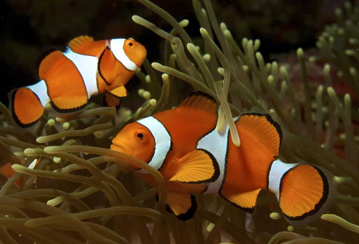 clown fish: coral reef animal 