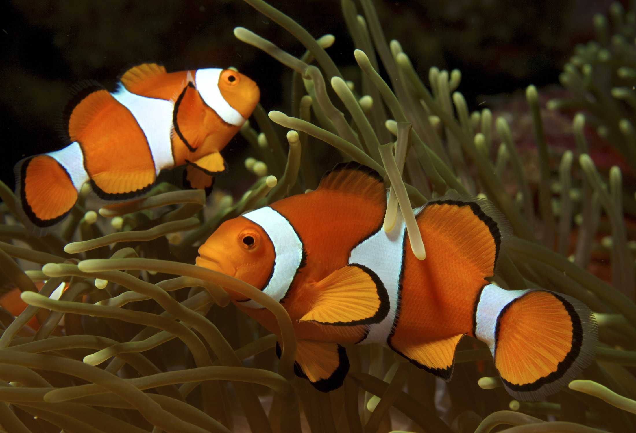 Clown Fish featured in Animals of the Coral Reef