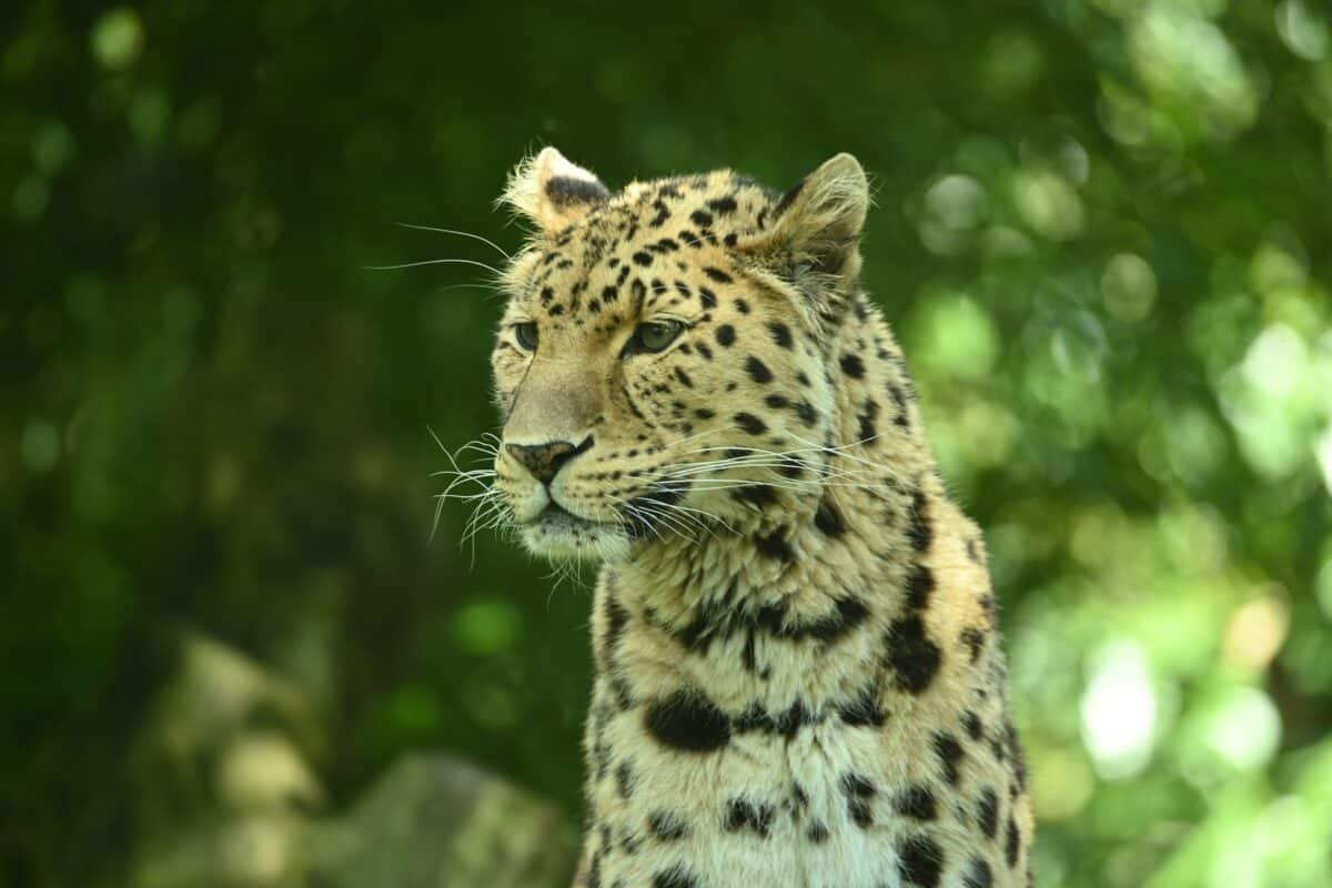 Amur Leopard