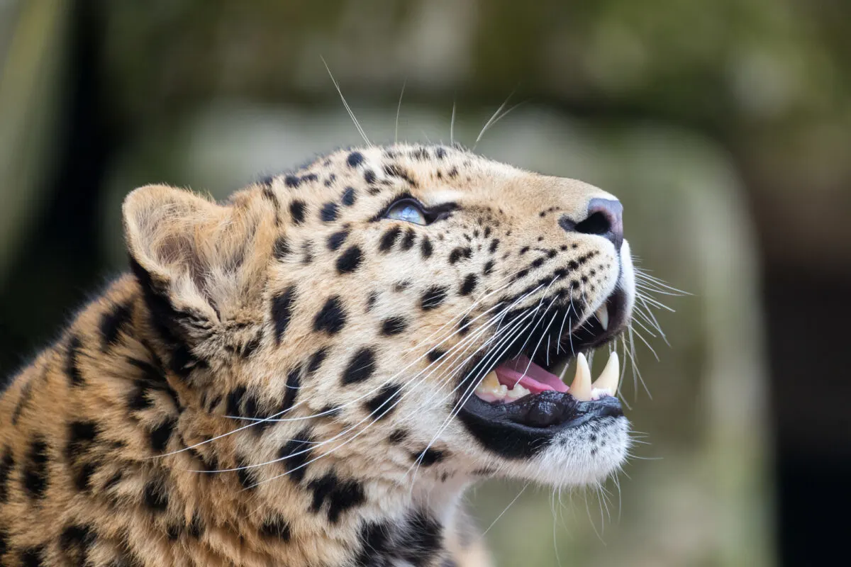 Amur Leopard