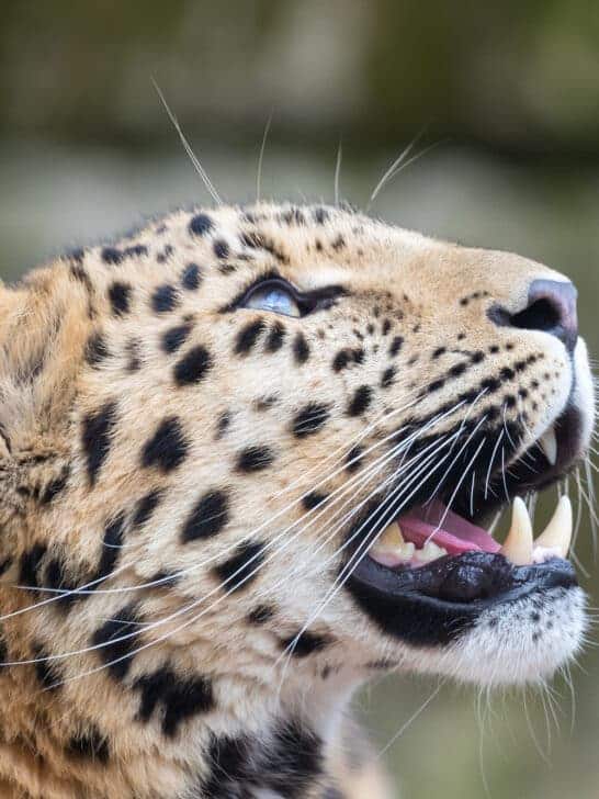 Watch: World’s Most Endangered Big Cat – Amur Leopard